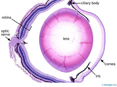 Image result for slide of an eye
