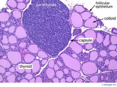 parathyroid gland histology