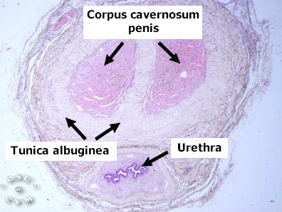 Urethra Histology - Penile urethra (labels) - histology slide - Urethra Histology - Penile urethra (labels) - histology slide -