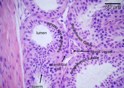 Testes Histology Testis labels Histology Slide Testes Histology Testis labels Histology Slide