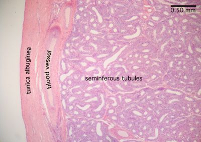 Testes Histology Slides Labeled HLS Male Reproductive System Testis Testes Histology Slides Labeled HLS Male Reproductive System Testis
