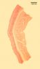 Filename=body.jpg
Filesize=172KiB
Dimensions=768x1281
Date added=Feb 17, 2009 body.jpg