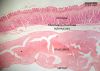 Filename=fundus4X_lbl.jpg
Filesize=367KiB
Dimensions=1024x735
Date added=Feb 17, 2009 fundus4X_lbl.jpg