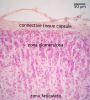 Filename=glomerulosa40X_lbl.jpg
Filesize=469KiB
Dimensions=1024x1133
Date added=Feb 26, 2009 glomerulosa40X_lbl.jpg