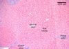 Filename=glycogen10X_lbl.jpg
Filesize=459KiB
Dimensions=1024x735
Date added=Feb 24, 2009 glycogen10X_lbl.jpg