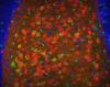 512px-Dentate_gyrus.jpg