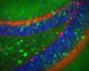 512px-Dentate_gyrus_II.jpg
