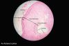 Filename=Adrenal_gland_histology_2014.jpg
Filesize=130KiB
Dimensions=1024x680
Date added=Sep 30, 2025 Adrenal_gland_histology_2014.jpg