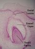 Filename=Toothhistology11-17-05~0.jpg
Filesize=429KiB
Dimensions=897x1219
Date added=Oct 18, 2025 Toothhistology11-17-05~0.jpg