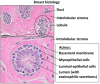 Filename=512px-Normal_breast_histology.png
Filesize=332KiB
Dimensions=512x434
Date added=Oct 08, 2025 512px-Normal_breast_histology.png