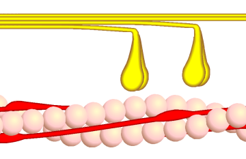 Skeletal Muscle - Illustration
Image by [url=https://de.wikipedia.org/wiki/Benutzer:Moralapostel]Moralapostel[/url], via Wikimedia Commons.

Original file source: [url=https://commons.wikimedia.org/wiki/File:Querbr%C3%BCckenzyklus_4.png]https://commons.wikimedia.org/wiki/File:Querbrückenzyklus_4.png[/url]

Title: "Querbrückenzyklus 4.png"

No changes were made to the original image downloaded.

This file is licensed under the Creative Commons Attribution-Share Alike 3.0 Unported License [url=https://creativecommons.org/licenses/by-sa/3.0/deed.en]https://creativecommons.org/licenses/by-sa/3.0/deed.en/[/url]
Keywords: skeletal