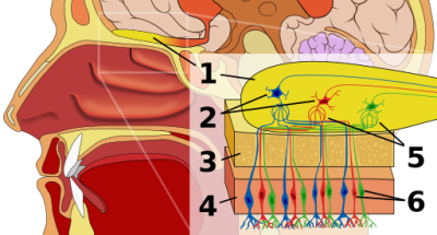 Human olfactory system - illustration 
Human olfactory system. 
1: Olfactory bulb 
2: Mitral cells 
3: Bone (Cribriform plate) 
4: Nasal epithelium 
5: Glomerulus 
6: Olfactory receptor cells 
(Description text from the Wikimedia Commons file page)

Source:  
Image:Brain human sagittal section.svg by Patrick J. Lynch, medical illustrator
Image:Head lateral mouth anatomy.jpg by Patrick J. Lynch, medical illustrator

Author: Chabacano, via Wikimedia Commons. 

Original file source: [url=https://commons.wikimedia.org/wiki/File:Olfactory_system.svg]https://commons.wikimedia.org/wiki/File:Olfactory_system.svg[/url]

Title: "Olfactory_system.svg"

No changes were made to the original image downloaded (downloaded at reduced resolution from Wikimedia Commons).

This file is licensed under the Creative Commons Attribution-Share Alike 2.5 Generic license. [url=https://creativecommons.org/licenses/by-sa/2.5/deed.en/]https://creativecommons.org/licenses/by-sa/2.5/deed.en[/url]

Keywords: smell upper