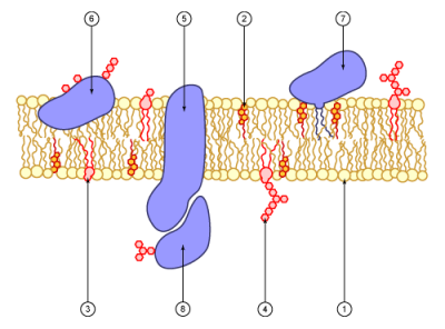 Cell membrane - Illustration
1.	phosphlipid
2.	cholesterol
3.	glycolipid
4.	sugar
5.	polytopic protein (transmembrane protein)
6.	monotopic protein (here, a glycoprotein)
7.	monotopic protein anhcored by a phospholipid
8.	peripheral membrane protein (here, a glycoprotein)
(Description text from the Wikimedia Commons file page.)

Image by Foobar, via Wikimedia Commons. 

Original file source: [url=https://commons.wikimedia.org/wiki/File:Cell_membrane_scheme.png]https://commons.wikimedia.org/wiki/File:Cell_membrane_scheme.png [/url]

Title: "Cell membrane scheme.png"

No changes were made to the original image downloaded.  

Permission is granted to copy, distribute and/or modify this document under the terms of the GNU Free Documentation License, Version 1.2 or any later version published by the Free Software Foundation; with no Invariant Sections, no Front-Cover Texts, and no Back-Cover Texts. A copy of the license is included in the section entitled GNU Free Documentation License. [url=https://commons.wikimedia.org/wiki/Commons:GNU_Free_Documentation_License,_version_1.2]https://commons.wikimedia.org/wiki/Commons:GNU_Free_Documentation_License,_version_1.2[/url]

This file is licensed under the Creative Commons Attribution-Share Alike 3.0 Unported License [url=https://creativecommons.org/licenses/by-sa/3.0/deed.en/]https://creativecommons.org/licenses/by-sa/3.0/deed.en/[/url]

This file is licensed under the Creative Commons Attribution 2.5 Generic license. [url=https://creativecommons.org/licenses/by/2.5/deed.en]https://creativecommons.org/licenses/by/2.5/deed.en[/url]

