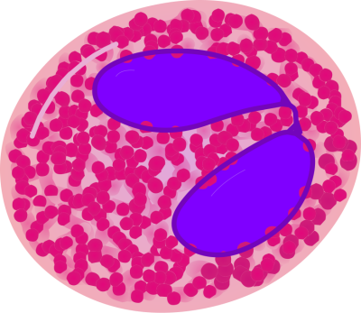 Eosinophil - illustration
Image source: [url=https://commons.wikimedia.org/wiki/File:Eosinophil.svg]https://commons.wikimedia.org/wiki/File:Eosinophil.svg[/url]
Author: A. Rad, Mikael Häggström, Spacebirdy, RexxS, domdomegg
 
Title: Eosinophil.svg

This image has been extracted from another file: Hematopoiesis (human) diagram en.svg.

No changes were made from the downloaded file.  

This file (eosinophil.svg) is licensed under the Creative Commons Attribution-Share Alike 4.0 International license. [url=https://creativecommons.org/licenses/by-sa/4.0/deed.en/]https://creativecommons.org/licenses/by-sa/4.0/deed.en/[/url]

_____________________________________________________________

Hematopoiesis (human) diagram en.svg: 
Authors 
Original: A. Rad 
Vector: RexxS, Mikael Häggström, M.D. and birdy 
File found on Wikimedia Commons [url=https://commons.wikimedia.org/wiki/File:Hematopoiesis_(human)_diagram_en.svg]https://commons.wikimedia.org/wiki/File:Hematopoiesis_(human)_diagram_en.svg[/url]

This file (Hematopoiesis (human) diagram en.svg ) is licensed under the Creative Commons Attribution-ShareAlike 3.0 Unported License (CC BY-SA 3.0) [url=https://creativecommons.org/licenses/by-sa/3.0/deed.en/]https://creativecommons.org/licenses/by-sa/3.0/deed.en/[/url]

Permission is granted to copy, distribute and/or modify this document under the terms of the GNU Free Documentation License, Version 1.2 or any later version published by the Free Software Foundation; with no Invariant Sections, no Front-Cover Texts, and no Back-Cover Texts. A copy of the license is included in the section entitled GNU Free Documentation License. [url=https://commons.wikimedia.org/wiki/Commons:GNU_Free_Documentation_License,_version_1.2]https://commons.wikimedia.org/wiki/Commons:GNU_Free_Documentation_License,_version_1.2[/url]


Keywords: blood