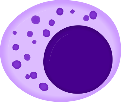 Natural killer cell- illustration
Image source: [url=https://commons.wikimedia.org/wiki/File:Nautral_killer_cell_%28Large_granular_lymphocyte%29.svg]https://commons.wikimedia.org/wiki/File:Nautral_killer_cell_%28Large_granular_lymphocyte%29.svg [/url]
Author: A. Rad, Mikael Häggström, Spacebirdy, RexxS, domdomegg
 
Title: Nautral_killer_cell_(Large_granular_lymphocyte).svg

This image has been extracted from another file: Hematopoiesis (human) diagram en.svg.

No changes were made from the downloaded file.  

This file (Nautral killer cell (Large granular lymphocyte).svg) is licensed under the Creative Commons Attribution-Share Alike 4.0 International license. [url=https://creativecommons.org/licenses/by-sa/4.0/deed.en/]https://creativecommons.org/licenses/by-sa/4.0/deed.en/[/url]

_____________________________________________________________

Hematopoiesis (human) diagram en.svg: 
Authors 
Original: A. Rad 
Vector: RexxS, Mikael Häggström, M.D. and birdy 
File found on Wikimedia Commons [url=https://commons.wikimedia.org/wiki/File:Hematopoiesis_(human)_diagram_en.svg]https://commons.wikimedia.org/wiki/File:Hematopoiesis_(human)_diagram_en.svg[/url]

This file (Hematopoiesis (human) diagram en.svg ) is licensed under the Creative Commons Attribution-ShareAlike 3.0 Unported License (CC BY-SA 3.0) [url=https://creativecommons.org/licenses/by-sa/3.0/deed.en/]https://creativecommons.org/licenses/by-sa/3.0/deed.en/[/url]

Permission is granted to copy, distribute and/or modify this document under the terms of the GNU Free Documentation License, Version 1.2 or any later version published by the Free Software Foundation; with no Invariant Sections, no Front-Cover Texts, and no Back-Cover Texts. A copy of the license is included in the section entitled GNU Free Documentation License. [url=https://commons.wikimedia.org/wiki/Commons:GNU_Free_Documentation_License,_version_1.2]https://commons.wikimedia.org/wiki/Commons:GNU_Free_Documentation_License,_version_1.2[/url]

Keywords: blood