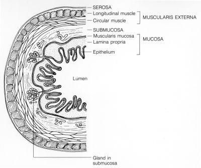 GI Tract Layers (labels) - illustration
The walls of the digestive tract have four layers of tissue: mucosa, submucosa, muscularis externa and serosa. (Description from the National Cancer Institute Visuals Online page.)

Image and description: [url=https://visualsonline.cancer.gov/details.cfm?imageid=1766]https://visualsonline.cancer.gov/details.cfm?imageid=1766[/url]

Originator: NCI

Source: The Web site of the National Cancer Institute ([url=https://www.cancer.gov]https://www.cancer.gov[/url])

Creator: Unknown Illustrator

Keywords: largeintestine