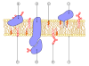 Filename=Cell_membrane_scheme.png
Filesize=46KiB
Dimensions=500x370
Date added=Oct 20, 2025 Cell_membrane_scheme.png