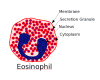 Filename=Eosinophil.png
Filesize=86KiB
Dimensions=690x558
Date added=Oct 29, 2025 Eosinophil.png
