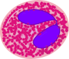 Eosinophil_svg.png