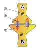 Filename=Synapse_diag2.png
Filesize=113KiB
Dimensions=580x673
Date added=Oct 15, 2025 Synapse_diag2.png