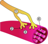 Filename=Synapse_diag3.png
Filesize=82KiB
Dimensions=532x491
Date added=Oct 15, 2025 Synapse_diag3.png