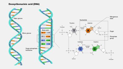 DNA - illustration
Courtesy of the [url=https://www.genome.gov/]National Human Genome Research Institute (genome.gov)[/url].
