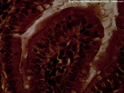 Ciliated columnar epithelium, dog - histology slide
Image by John Alan Elson, via Wikimedia Commons. 

Original file source: [url=https://commons.wikimedia.org/wiki/File:DogColumnarCiliatedEpithelium400x2.jpg]https://commons.wikimedia.org/wiki/File:DogColumnarCiliatedEpithelium400x2.jpg[/url]
Title: "DogColumnarCiliatedEpithelium400x2.jpg"

No changes were made to the original image downloaded.  

Permission is granted to copy, distribute and/or modify this document under the terms of the GNU Free Documentation License, Version 1.2 or any later version published by the Free Software Foundation; with no Invariant Sections, no Front-Cover Texts, and no Back-Cover Texts. A copy of the license is included in the section entitled GNU Free Documentation License. [url=https://commons.wikimedia.org/wiki/Commons:GNU_Free_Documentation_License,_version_1.2]https://commons.wikimedia.org/wiki/Commons:GNU_Free_Documentation_License,_version_1.2[/url]

This file is licensed under the [url=https://creativecommons.org/licenses/by-sa/4.0/]Creative Commons Attribution-Share Alike 4.0 International[/url], [url=https://creativecommons.org/licenses/by-sa/3.0/]3.0 Unported[/url], [url=https://creativecommons.org/licenses/by-sa/2.5/]2.5 Generic[/url], [url=https://creativecommons.org/licenses/by-sa/2.0/]2.0 Generic[/url] and [url=https://creativecommons.org/licenses/by-sa/1.0/]1.0 Generic[/url] license.

Keywords: epithelium