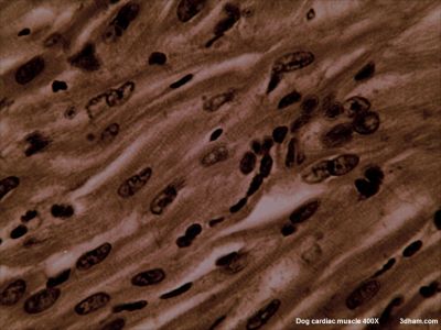 Cardiac muscle, dog - histology slide
Image by John Alan Elson, via Wikimedia Commons.

Original file source: [url=https://commons.wikimedia.org/wiki/File:Dogcardiacmuscle400.jpg]https://commons.wikimedia.org/wiki/File:Dogcardiacmuscle400.jpg[/url]

Title: "Dogcardiacmuscle400.jpg"

No changes were made to the original image downloaded.  

Permission is granted to copy, distribute and/or modify this document under the terms of the GNU Free Documentation License, Version 1.2 or any later version published by the Free Software Foundation; with no Invariant Sections, no Front-Cover Texts, and no Back-Cover Texts. A copy of the license is included in the section entitled GNU Free Documentation License. [url=https://commons.wikimedia.org/wiki/Commons:GNU_Free_Documentation_License,_version_1.2]https://commons.wikimedia.org/wiki/Commons:GNU_Free_Documentation_License,_version_1.2[/url]

This file is licensed under the [url=https://creativecommons.org/licenses/by-sa/4.0/]Creative Commons Attribution-Share Alike 4.0 International[/url], [url=https://creativecommons.org/licenses/by-sa/3.0/]3.0 Unported[/url], [url=https://creativecommons.org/licenses/by-sa/2.5/]2.5 Generic[/url], [url=https://creativecommons.org/licenses/by-sa/2.0/]2.0 Generic[/url] and [url=https://creativecommons.org/licenses/by-sa/1.0/]1.0 Generic[/url] license.

Keywords: cardiacmuscle