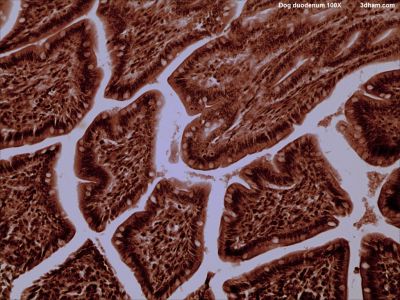 Duodenum, dog - histology slide
Image by John Alan Elson, via Wikimedia Commons. 

Original file source: [url=https://commons.wikimedia.org/wiki/File:Dogduodenum100x4.jpg]https://commons.wikimedia.org/wiki/File:Dogduodenum100x4.jpg[/url]
Title: "Dogduodenum100x4.jpg"

No changes were made to the original image downloaded.  

This file is licensed under the Creative Commons Attribution-Share Alike 3.0 Unported License [url=https://creativecommons.org/licenses/by-sa/3.0/deed.en/]https://creativecommons.org/licenses/by-sa/3.0/deed.en/[/url]

Keywords: smallintestine