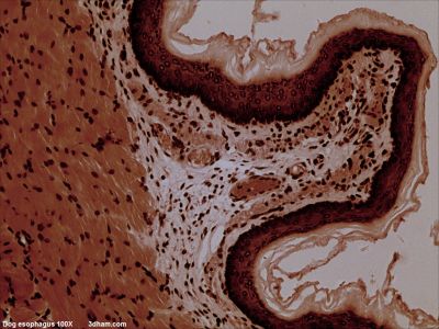 Esophagus, dog - histology slide
Image by John Alan Elson, via Wikimedia Commons. 

Original file source: [url=https://commons.wikimedia.org/wiki/File:Dogesophagus100x2.jpg]https://commons.wikimedia.org/wiki/File:Dogesophagus100x2.jpg[/url]

Title: "Dogesophagus100x2.jpg"

No changes were made to the original image downloaded.  

Permission is granted to copy, distribute and/or modify this document under the terms of the GNU Free Documentation License, Version 1.2 or any later version published by the Free Software Foundation; with no Invariant Sections, no Front-Cover Texts, and no Back-Cover Texts. A copy of the license is included in the section entitled GNU Free Documentation License. [url=https://commons.wikimedia.org/wiki/Commons:GNU_Free_Documentation_License,_version_1.2]https://commons.wikimedia.org/wiki/Commons:GNU_Free_Documentation_License,_version_1.2[/url]

This file is licensed under the [url=https://creativecommons.org/licenses/by-sa/4.0/]Creative Commons Attribution-Share Alike 4.0 International[/url], [url=https://creativecommons.org/licenses/by-sa/3.0/]3.0 Unported[/url], [url=https://creativecommons.org/licenses/by-sa/2.5/]2.5 Generic[/url], [url=https://creativecommons.org/licenses/by-sa/2.0/]2.0 Generic[/url] and [url=https://creativecommons.org/licenses/by-sa/1.0/]1.0 Generic[/url] license.

Keywords: esophagus