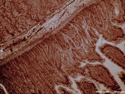 Ileum, dog - histology slide
Microscopic image of dog Ileum Histology 
(Description text from the Wikimedia Commons file page.)

Image by John Alan Elson, via Wikimedia Commons. 

Original file source: [url=https://commons.wikimedia.org/wiki/File:Dogileumm40x5.jpg]https://commons.wikimedia.org/wiki/File:Dogileumm40x5.jpg[/url]

Title: "Dogileumm40x5.jpg"

No changes were made to the original image downloaded.  

This file is licensed under the Creative Commons Attribution-Share Alike 3.0 Unported License [url=https://creativecommons.org/licenses/by-sa/3.0/deed.en/]https://creativecommons.org/licenses/by-sa/3.0/deed.en/[/url]


Keywords: smallintestine