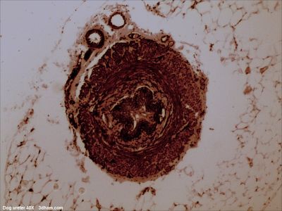 Ureter, dog - histology slide
Image by John Alan Elson, via Wikimedia Commons. 

Original file source: [url=https://commons.wikimedia.org/wiki/File:Dogureter40x.jpg]https://commons.wikimedia.org/wiki/File:Dogureter40x.jpg[/url]

Title: "Dogureter40x.jpg"

No changes were made to the original image downloaded.  

Permission is granted to copy, distribute and/or modify this document under the terms of the GNU Free Documentation License, Version 1.2 or any later version published by the Free Software Foundation; with no Invariant Sections, no Front-Cover Texts, and no Back-Cover Texts. A copy of the license is included in the section entitled GNU Free Documentation License. [url=https://commons.wikimedia.org/wiki/Commons:GNU_Free_Documentation_License,_version_1.2]https://commons.wikimedia.org/wiki/Commons:GNU_Free_Documentation_License,_version_1.2[/url]

This file is licensed under the [url=https://creativecommons.org/licenses/by-sa/4.0/]Creative Commons Attribution-Share Alike 4.0 International[/url], [url=https://creativecommons.org/licenses/by-sa/3.0/]3.0 Unported[/url], [url=https://creativecommons.org/licenses/by-sa/2.5/]2.5 Generic[/url], [url=https://creativecommons.org/licenses/by-sa/2.0/]2.0 Generic[/url] and [url=https://creativecommons.org/licenses/by-sa/1.0/]1.0 Generic[/url] license.

Keywords: ureter