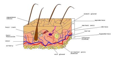 Skin (labels) – illustration
Image by Crystal Mason, via Wikimedia Commons. 

Original file source: [url=https://commons.wikimedia.org/wiki/File:Diagram_of_human_skin.jpg]https://commons.wikimedia.org/wiki/File:Diagram_of_human_skin.jpg[/url]

Title: "Diagram_of_human_skin.jpg"

No changes were made to the original image downloaded (downloaded at reduced resolution from Wikimedia Commons).

Permission is granted to copy, distribute and/or modify this document under the terms of the GNU Free Documentation License, Version 1.2 or any later version published by the Free Software Foundation; with no Invariant Sections, no Front-Cover Texts, and no Back-Cover Texts. A copy of the license is included in the section entitled GNU Free Documentation License. [url=https://commons.wikimedia.org/wiki/Commons:GNU_Free_Documentation_License,_version_1.2]https://commons.wikimedia.org/wiki/Commons:GNU_Free_Documentation_License,_version_1.2[/url]

This file is licensed under the Creative Commons Attribution-Share Alike 3.0 Unported license. [url=https://creativecommons.org/licenses/by-sa/3.0/deed.en/]https://creativecommons.org/licenses/by-sa/3.0/deed.en/[/url]
