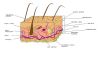 Filename=960px-Diagram_of_human_skin.jpg
Filesize=67KiB
Dimensions=960x553
Date added=Oct 14, 2025 960px-Diagram_of_human_skin.jpg