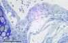 Trachea_2826_2_0629_Mouse_trachea_cross-section2C_embedded_in_Epon.jpg