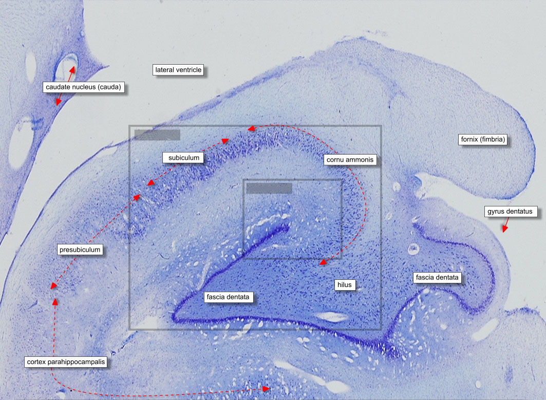 histology_hippocampus_01_lb.jpg