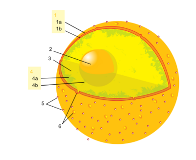 basic animal cell diagram with labels. +cell+diagram+with+labels