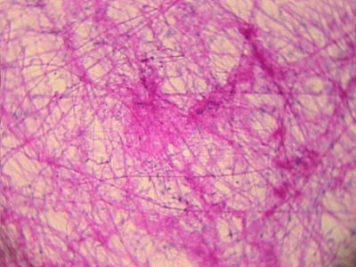 Areolar connective tissue - histology slide