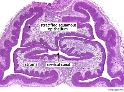 Cervical Histology