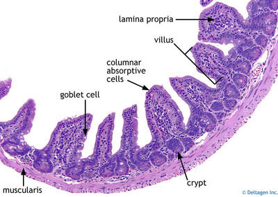 Small Intestine Histology Ileum Labels Histology Slide