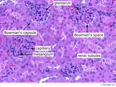 Kidney Histology Normal ANAT2241 Urinary System Embryology Kidney Histology Normal ANAT2241 Urinary System Embryology