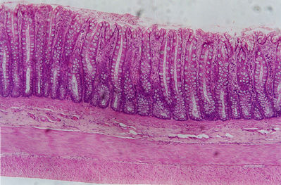 large intestine histology slides