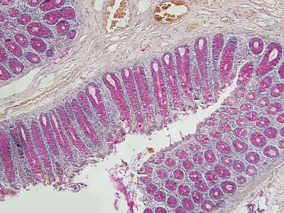Histology Slides Images