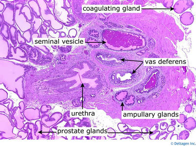 prostate histology)