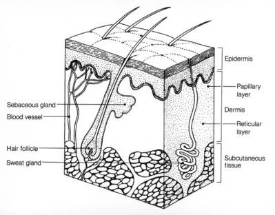 Labeled Integumentary System