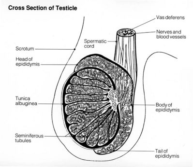 Testicle Illustration