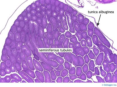 Tunica Albuginea Testes Slide Labeled