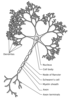 424px-Neuron-figure_svg.png