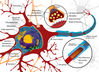 760px-Complete_neuron_cell.jpg