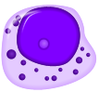 Basophilic_promyelocyte.png